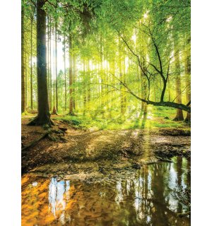 Foto tapeta: Poplavna šuma - 184x254 cm