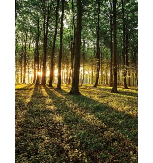 Foto tapeta: Zalazak sunca u šumi - 184x254 cm
