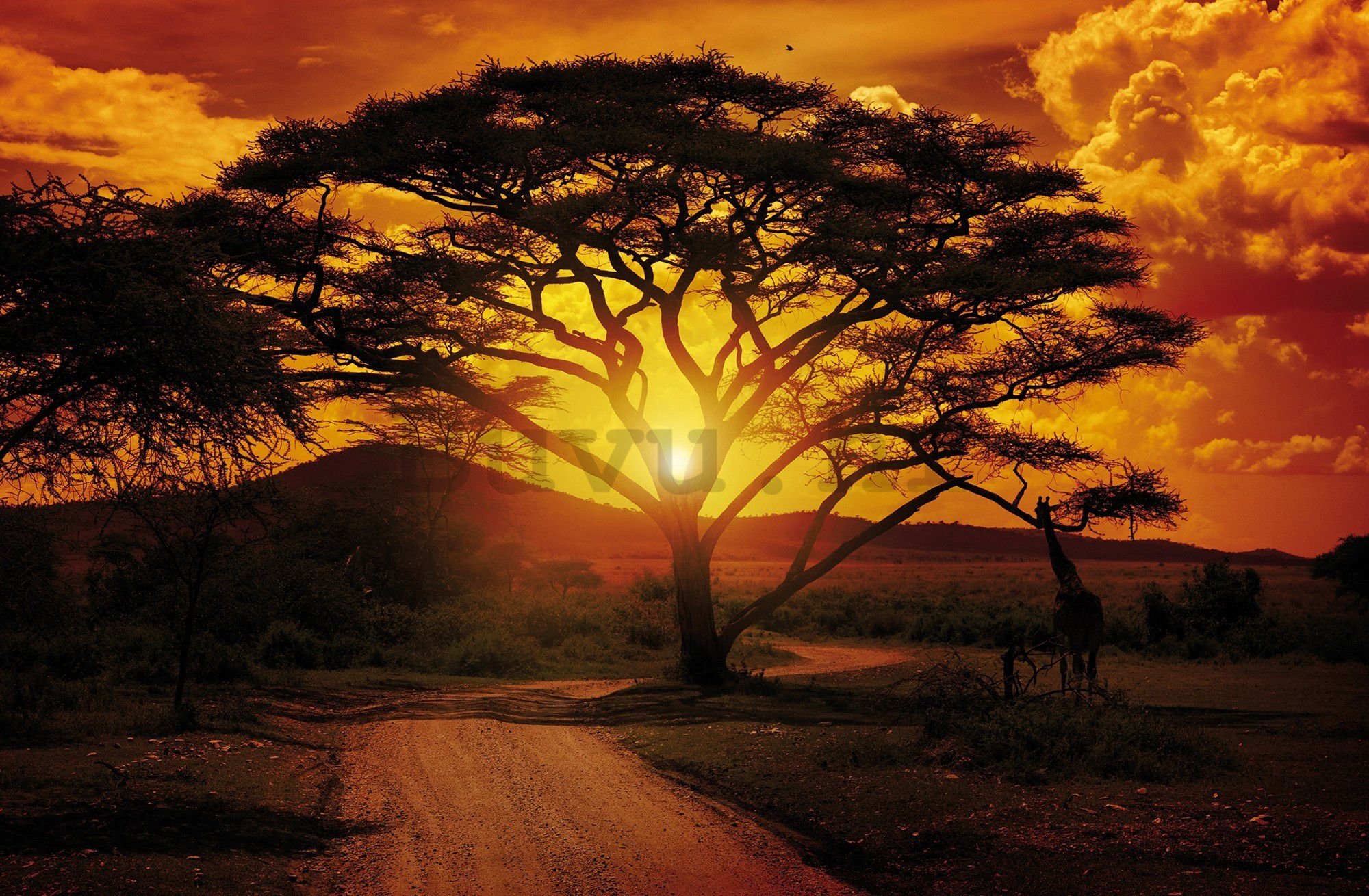 Vlies foto tapeta: Afrički zalazak sunca - 104x70,5cm