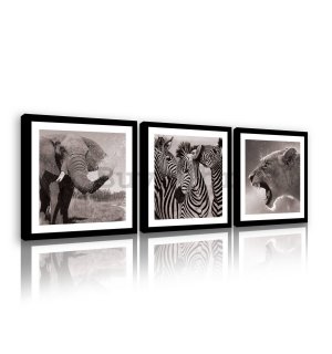 Slika na platnu: Slon, Zebre i Lavica - set 3kom 25x25cm