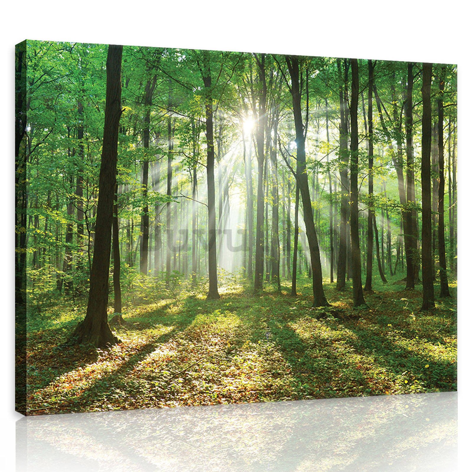 Slika na platnu: Sunce u šumi (3) - 80x60 cm