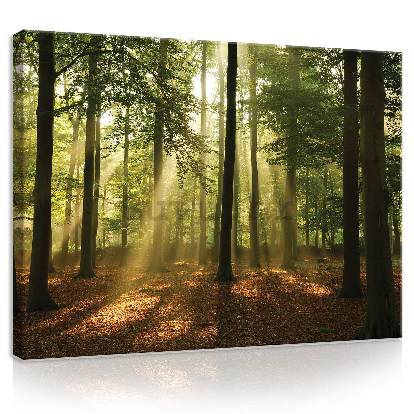 Slika na platnu: Sunce u šumi (4) - 80x60 cm