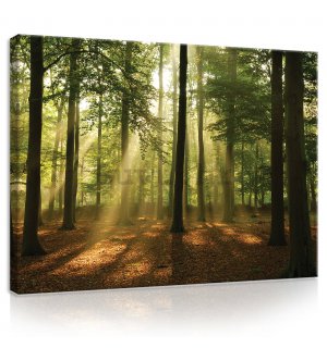 Slika na platnu: Sunce u šumi (4) - 80x60 cm