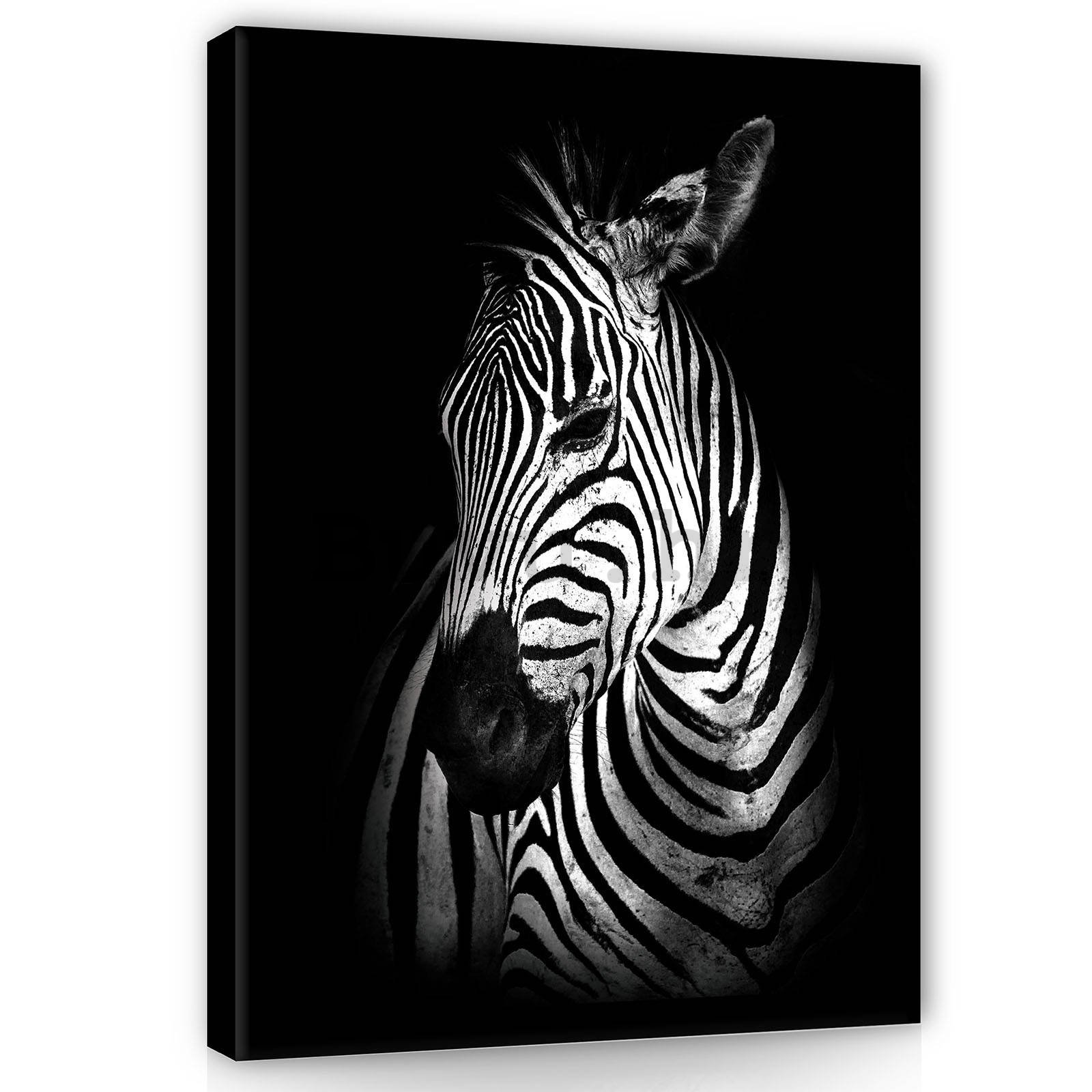 Slika na platnu: Zebra (2) - 60x80 cm