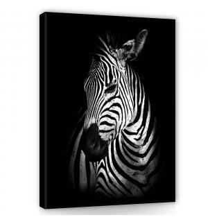 Slika na platnu: Zebra (2) - 60x80 cm