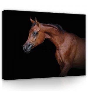 Slika na platnu: Konj (3) - 80x60 cm