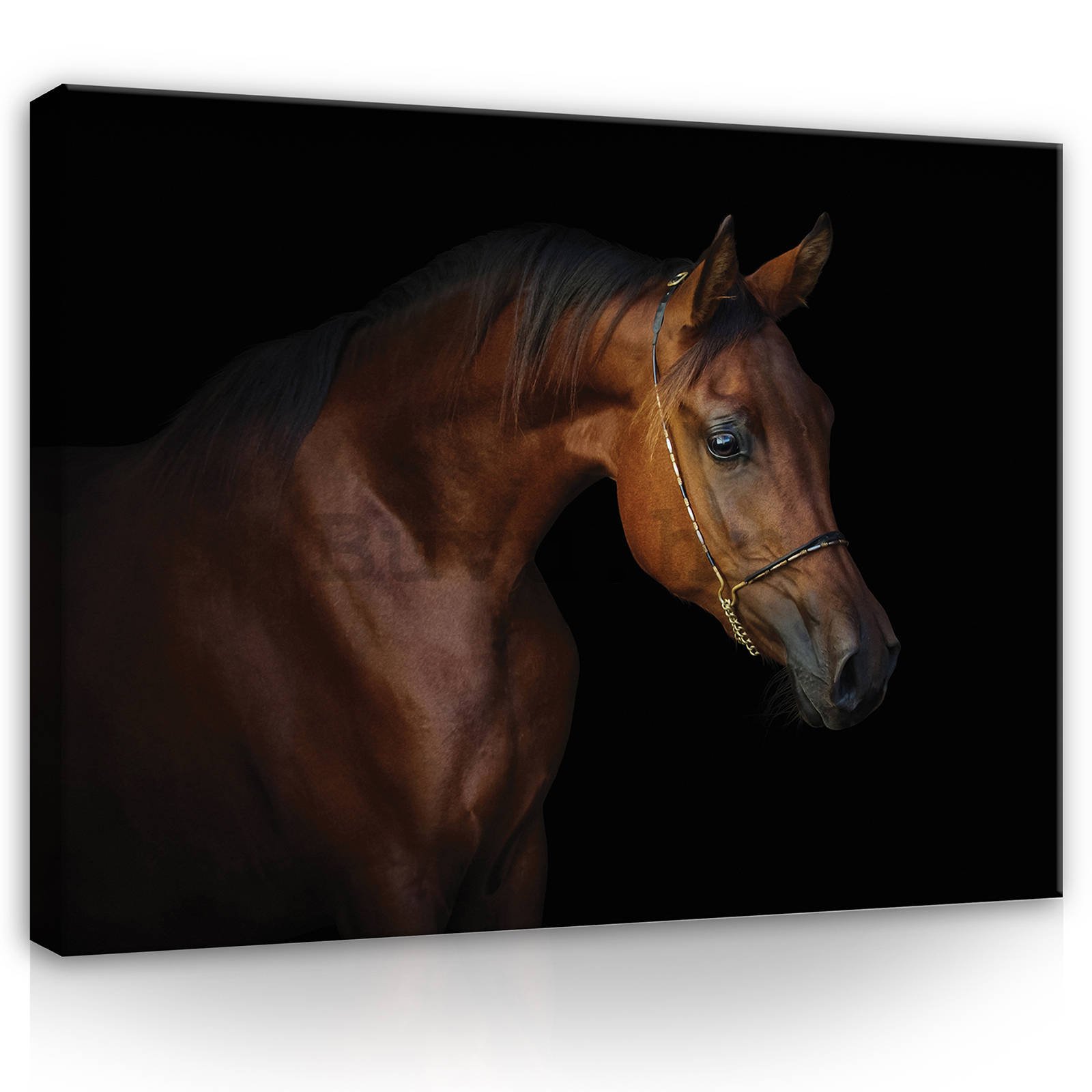 Slika na platnu: Konj (4) - 80x60 cm