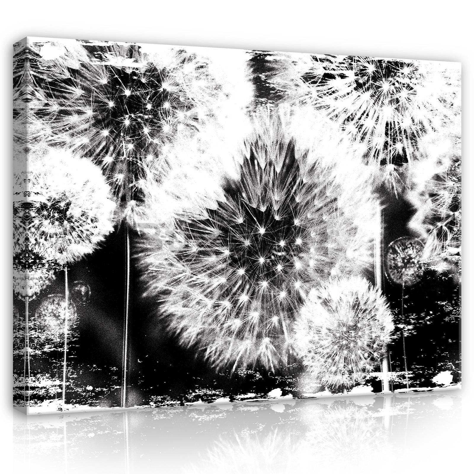 Slika na platnu: Maslačci (crno-bijeli) - 80x60 cm