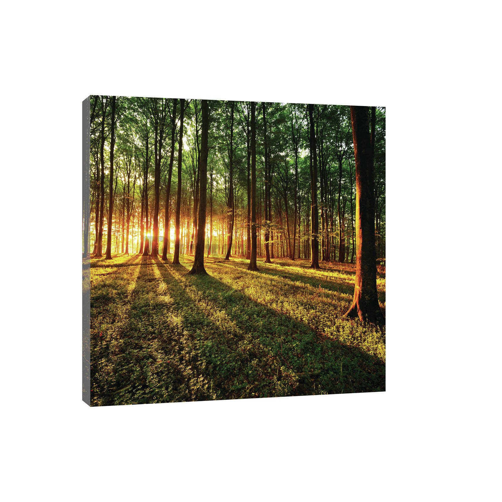 Slika na platnu: Zalazak sunca u šumi - 80x60 cm