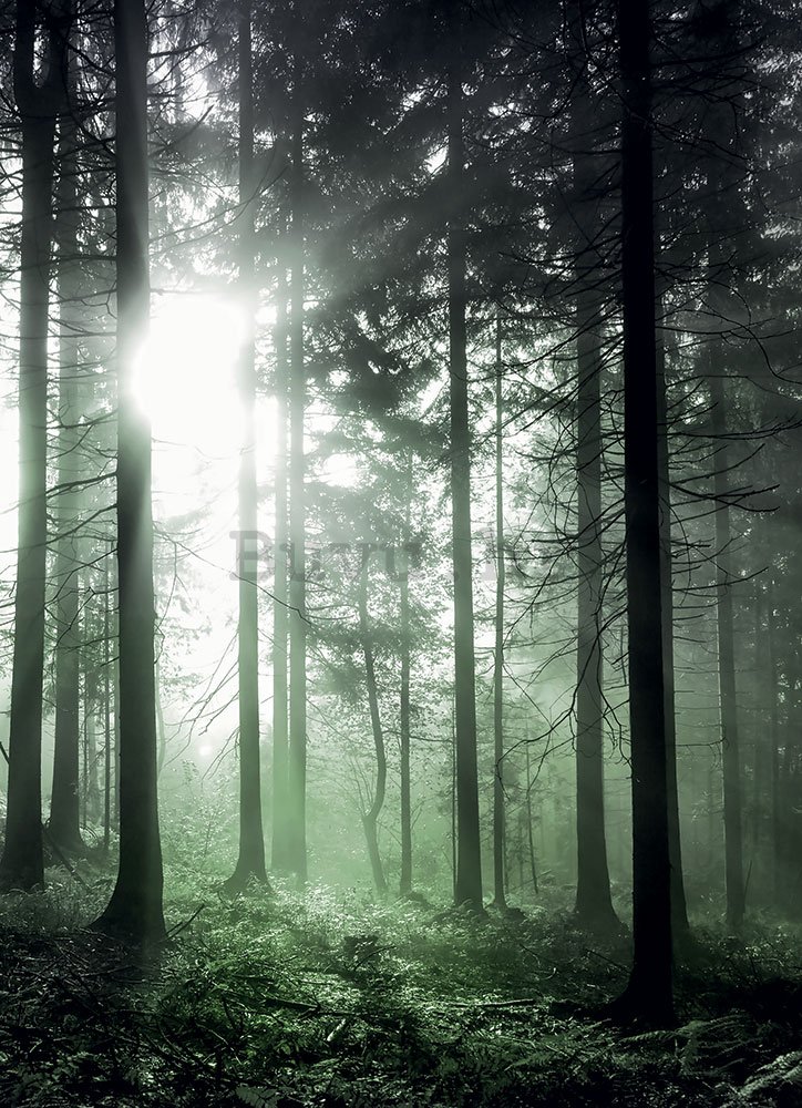 Foto tapeta: Sunčeve zrake u zelenoj šumi - 184x254 cm