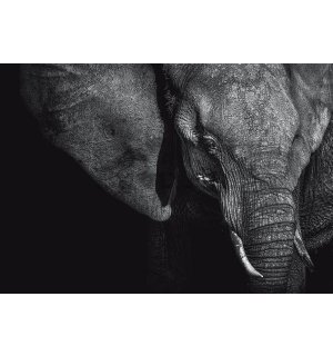 Vlies foto tapeta: Crno-bijeli slon (1) - 254x368 cm