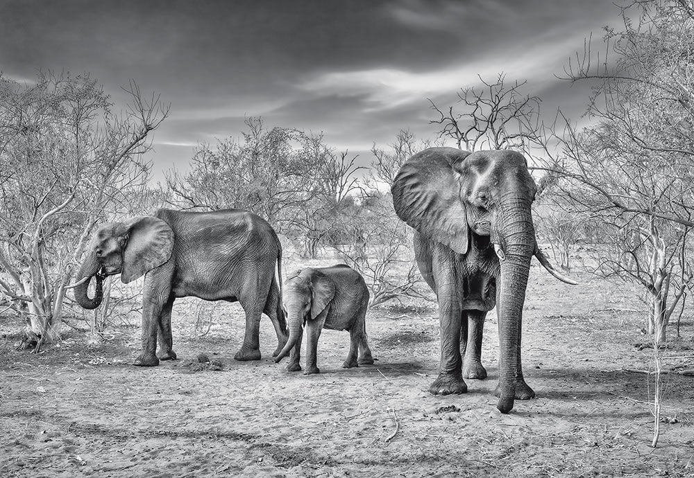 Vlies foto tapeta: Obitelj slonova - 254x368 cm