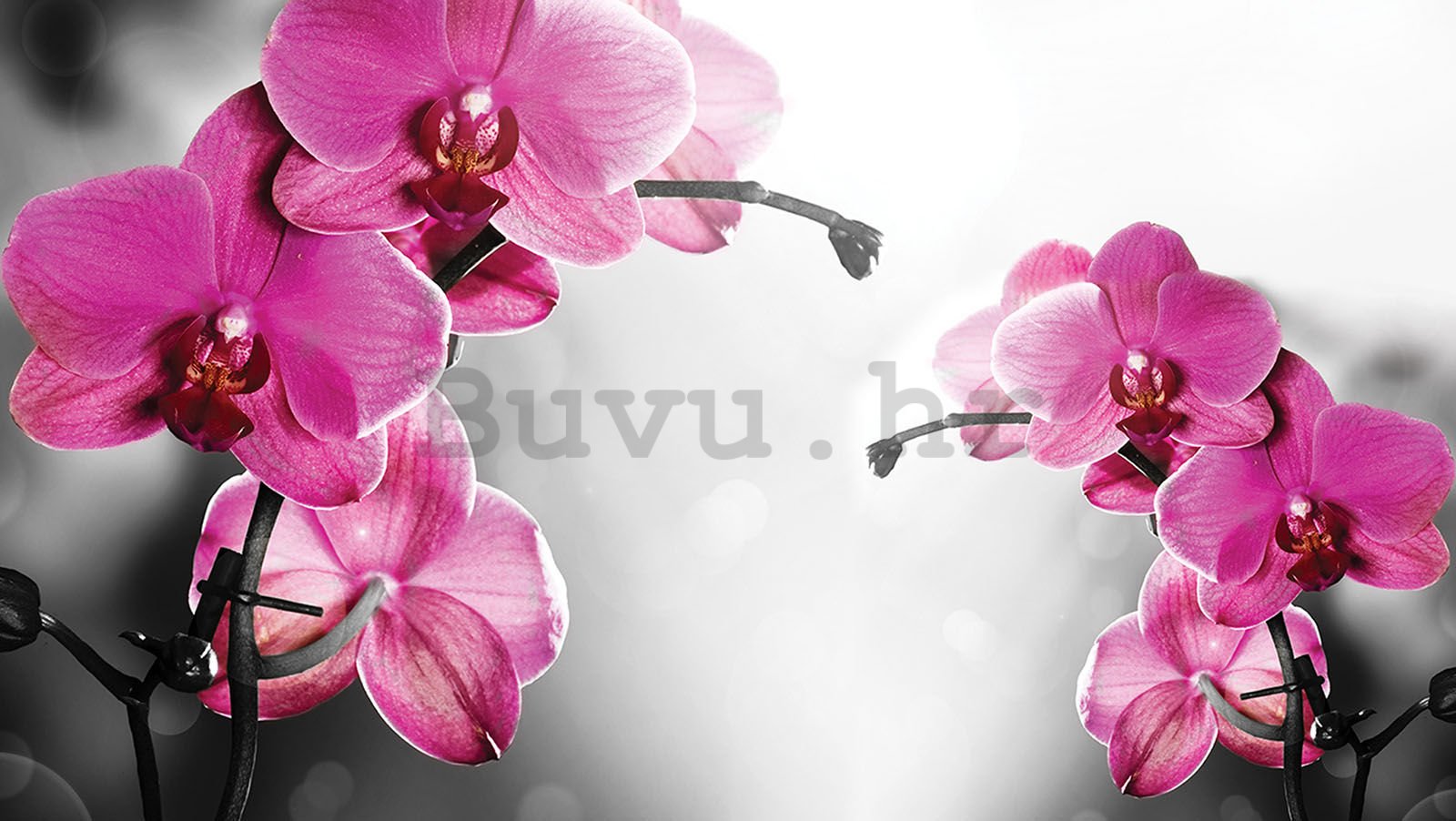Vlies foto tapeta: Orhideja na sivoj pozadini - 152,5x104 cm