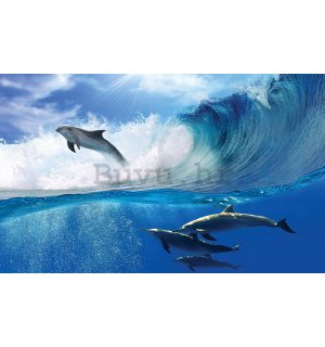 Vlies foto tapeta: Delfini - 416x254 cm