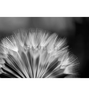 Vlies foto tapeta: Crno-bijeli maslačak - 416x254 cm