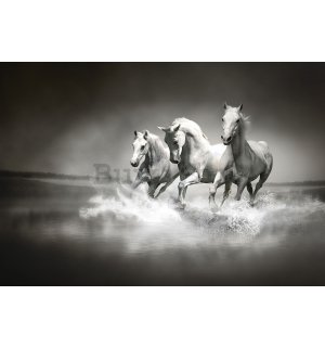 Vlies foto tapeta: Konji (1) - 208x146 cm