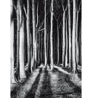Foto tapeta: Ukleta šuma - 184x254 cm