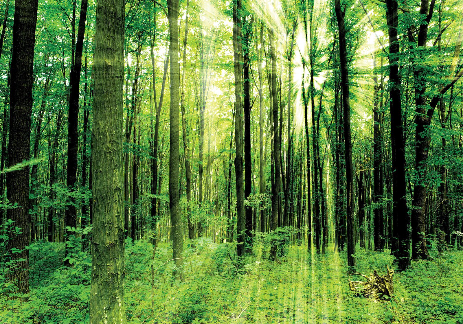 Vlies foto tapeta: Zelena šuma - 400x280 cm
