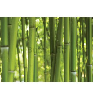 Vlies foto tapeta: Bambus - 400x280 cm