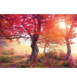 Vlies foto tapeta: Cvjetajuće drveće - 400x280 cm