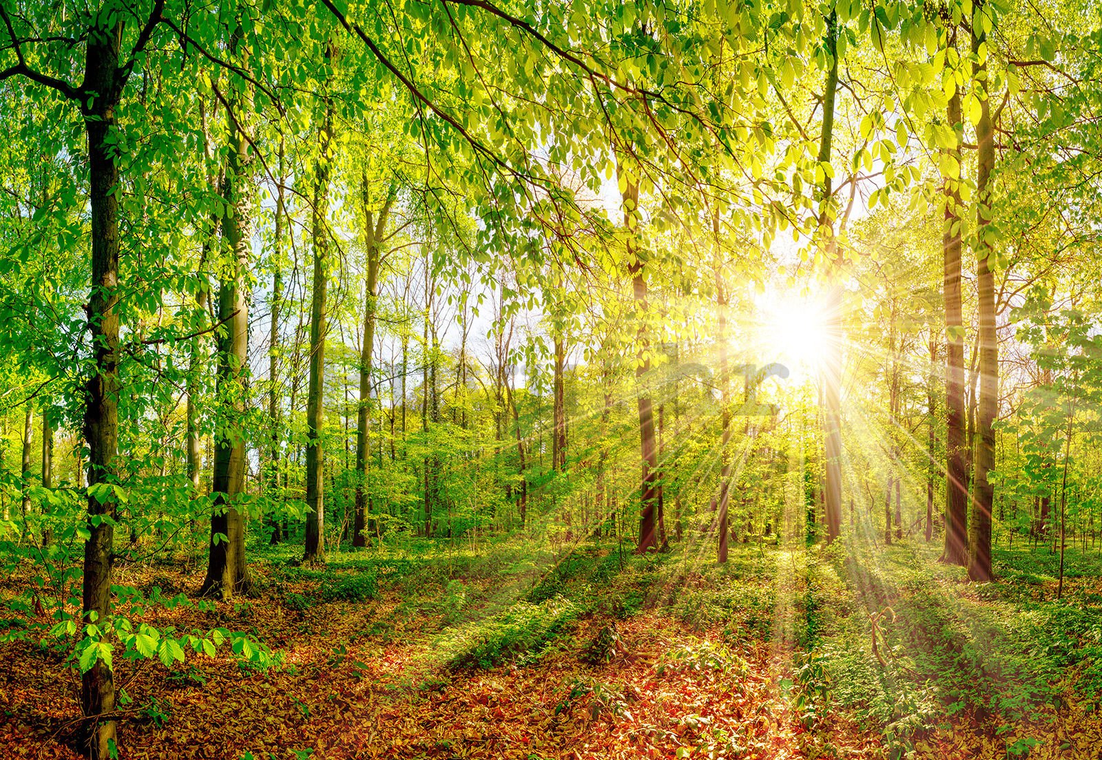 Vlies foto tapeta: Sunce u šumi - 368x254 cm