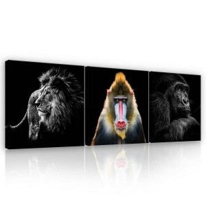Slika na platnu: Lav, Mandrill i Gorila - set 3kom 25x25cm