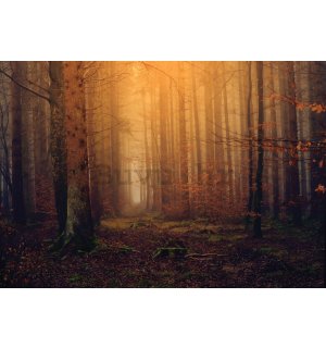 Vlies foto tapeta: Jesenska maglovita šuma - 416x254 cm