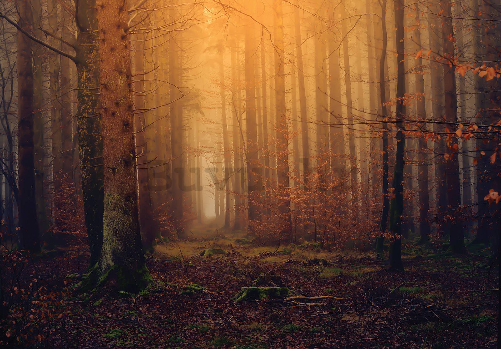 Vlies foto tapeta: Jesenska maglovita šuma - 254x184 cm