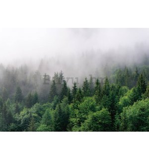 Vlies foto tapeta: Magla nad šumom (2) - 254x184 cm