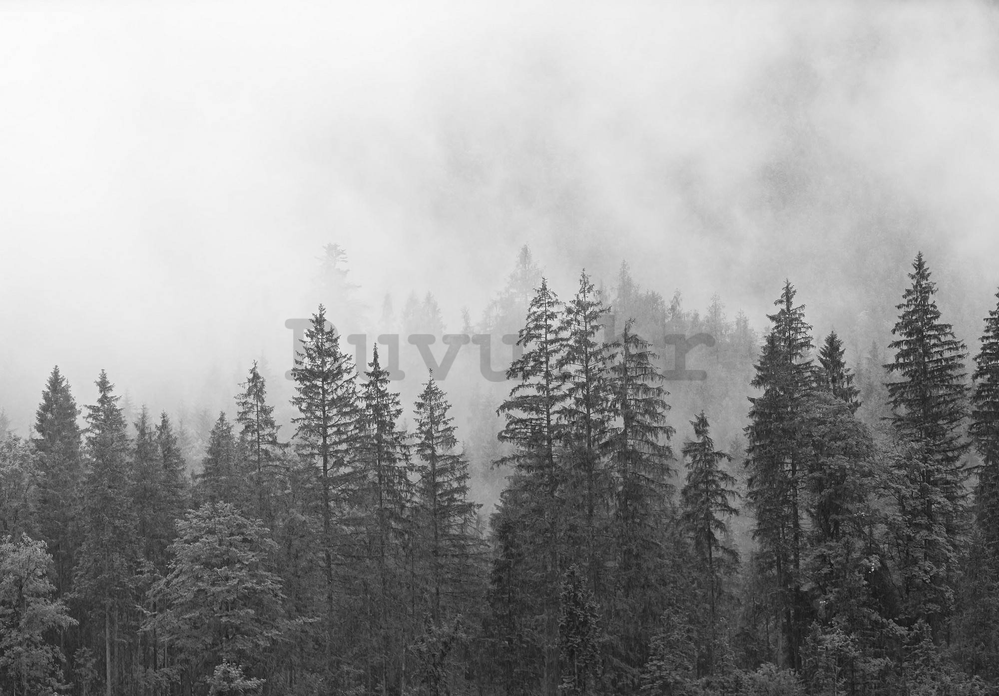Vlies foto tapeta: Magla nad crno-bijelom šumom  - 254x184 cm
