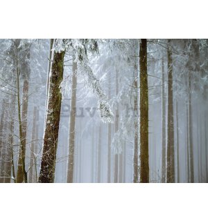 Vlies foto tapeta: Snijegom prekrivena četinarska šuma - 368x254 cm