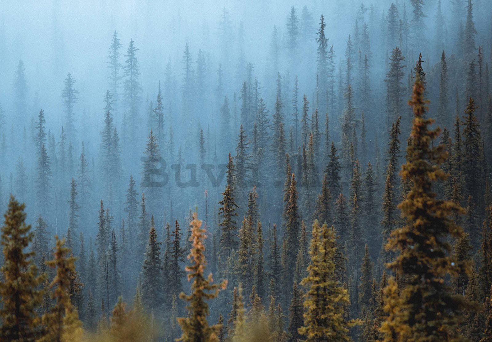Vlies foto tapeta: Borova šuma (1) - 152,5x104 cm