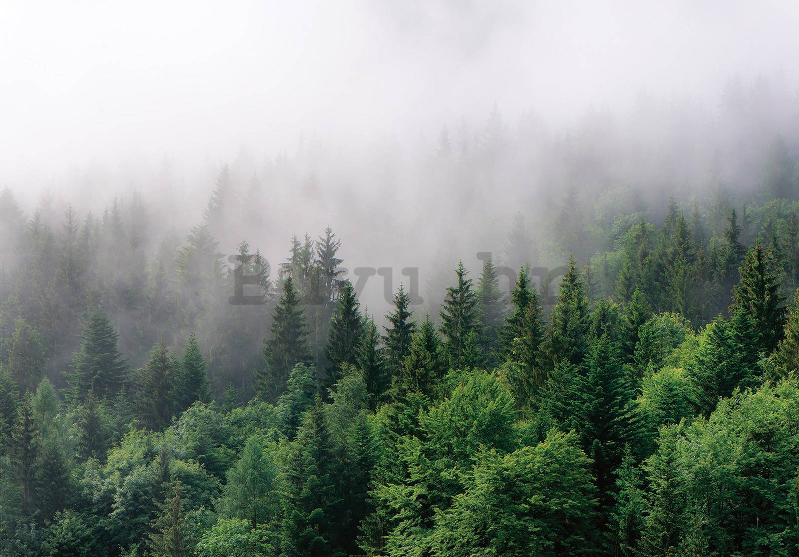 Vlies foto tapeta: Magla nad šumom (2) - 104x70,5 cm