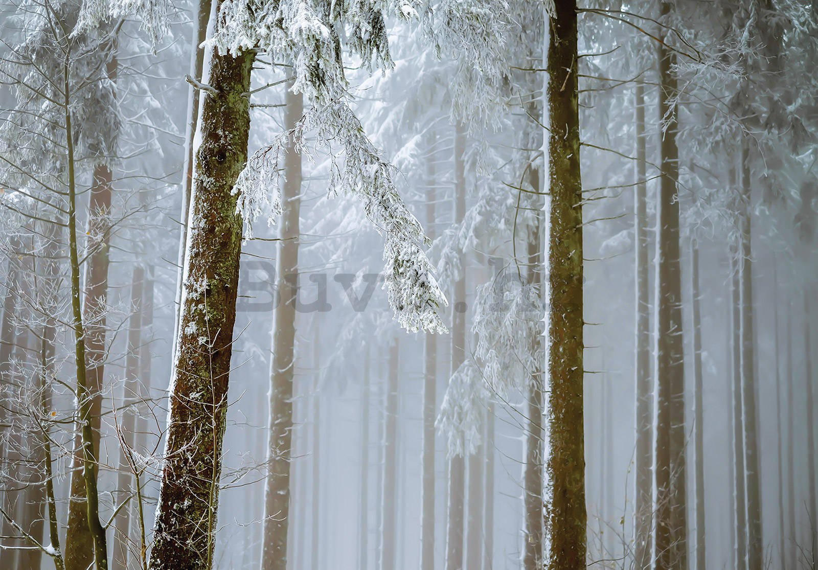 Vlies foto tapeta: Snijegom prekrivena četinarska šuma - 104x70,5 cm