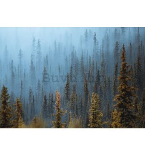 Vlies foto tapeta: Borova šuma (1) - 416x254 cm