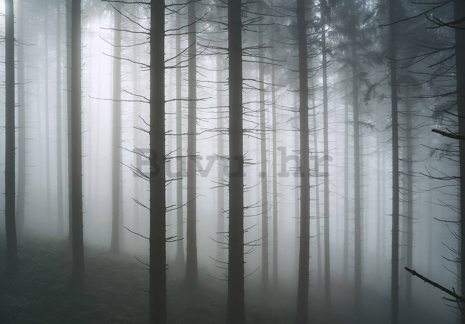 Vlies foto tapeta: Ukleta šuma (1) - 416x254 cm
