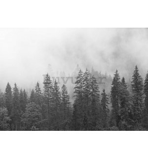 Vlies foto tapeta: Magla nad crno-bijelom šumom  - 416x254 cm