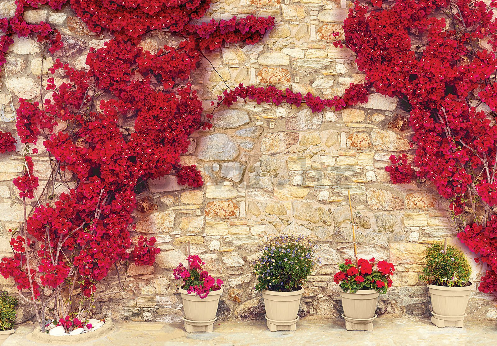 Vlies foto tapeta: Crveni cvjetni zid (2)  - 254x184 cm