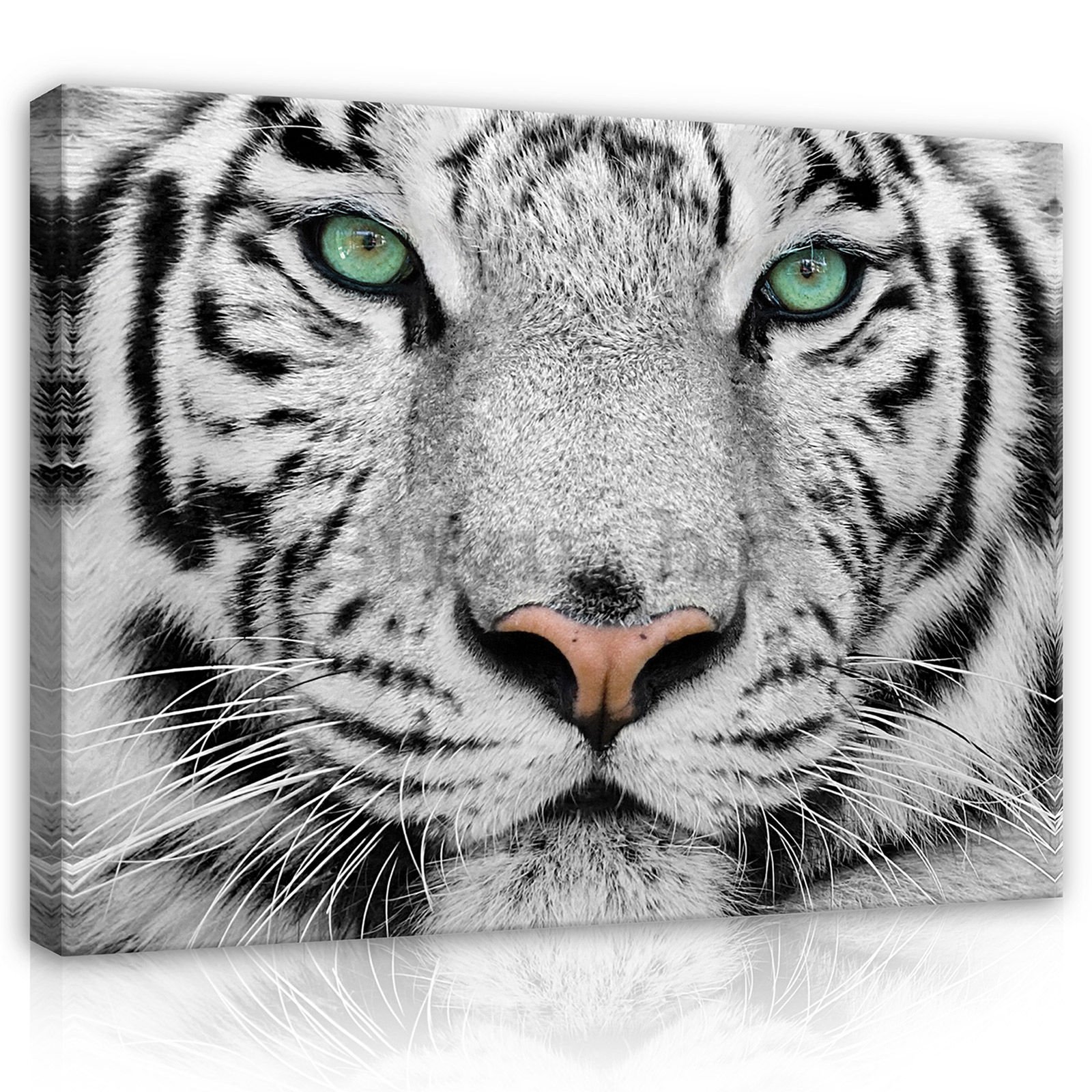 Slika na platnu: Bijeli tigar - 80x60 cm