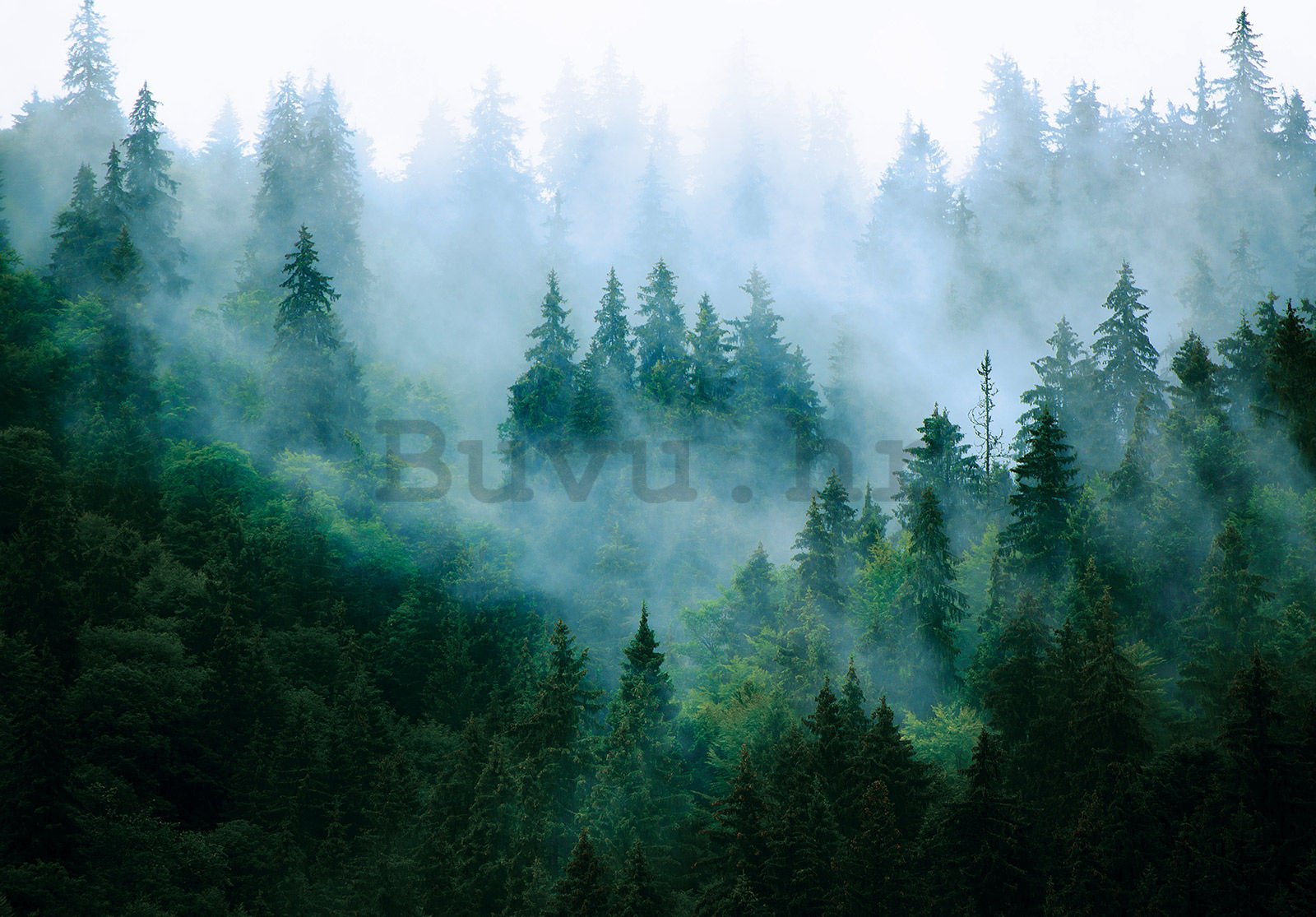 Vlies foto tapeta: Magla iznad šume (3) - 254x184 cm