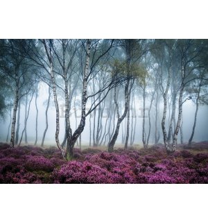 Vlies foto tapeta: Tajanstvena šuma  - 368x254 cm