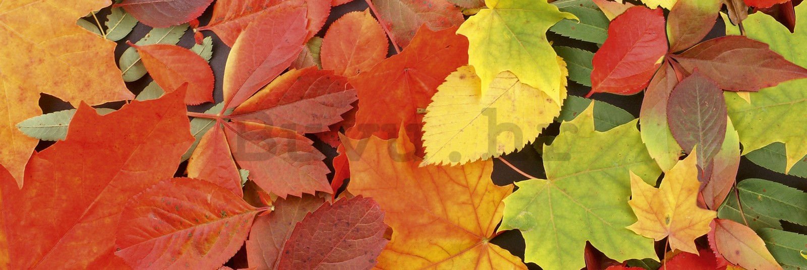 Samoljepljiva periva foto tapeta za kuhinju - Jesenje lišće, 180x60 cm