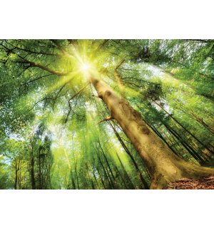 Foto tapeta: Sunce u šumi (1) - 254x368 cm