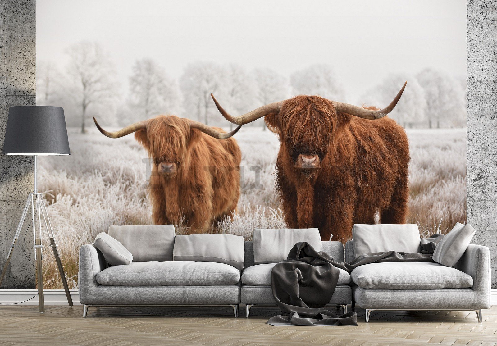 Vlies foto tapeta: Višavsko škotsko govedo (2) - 254x184 cm