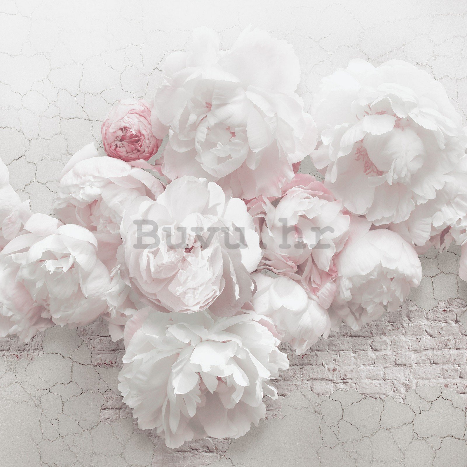 Vlies foto tapeta: Bijele ruže na zidu - 254x184 cm