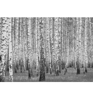 Vlies foto tapeta: Crno-bijele breze - 254x184 cm
