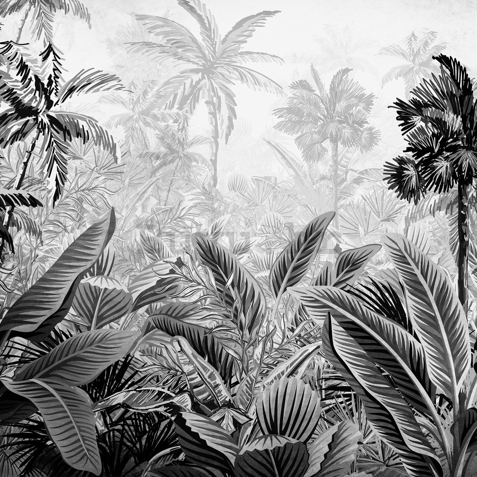 Vlies foto tapeta: Palme i paprati (crno-bijele) - 368x254 cm