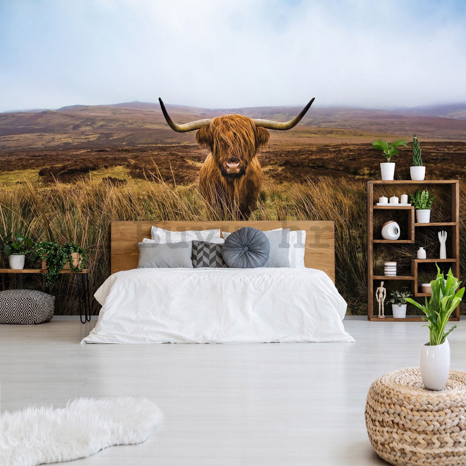 Vlies foto tapeta: Višavsko škotsko govedo (1) - 368x254 cm