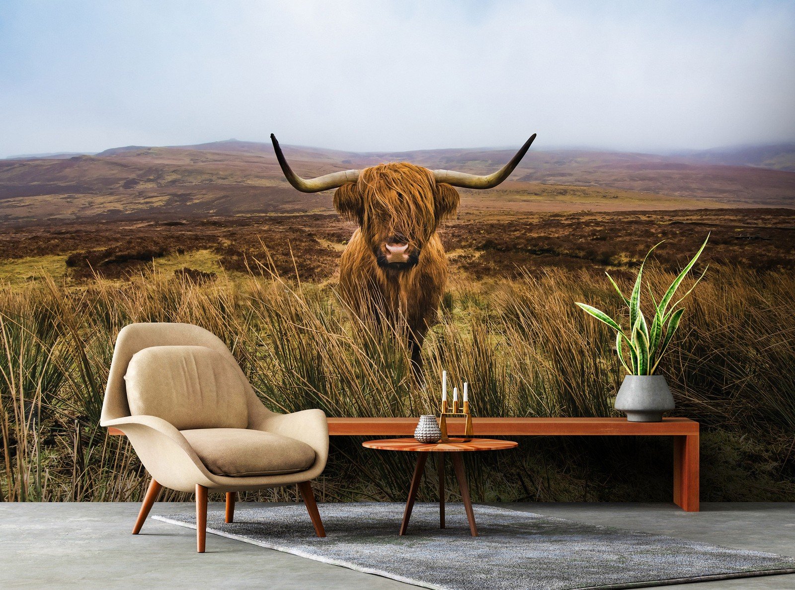 Vlies foto tapeta: Višavsko škotsko govedo (1) - 368x254 cm
