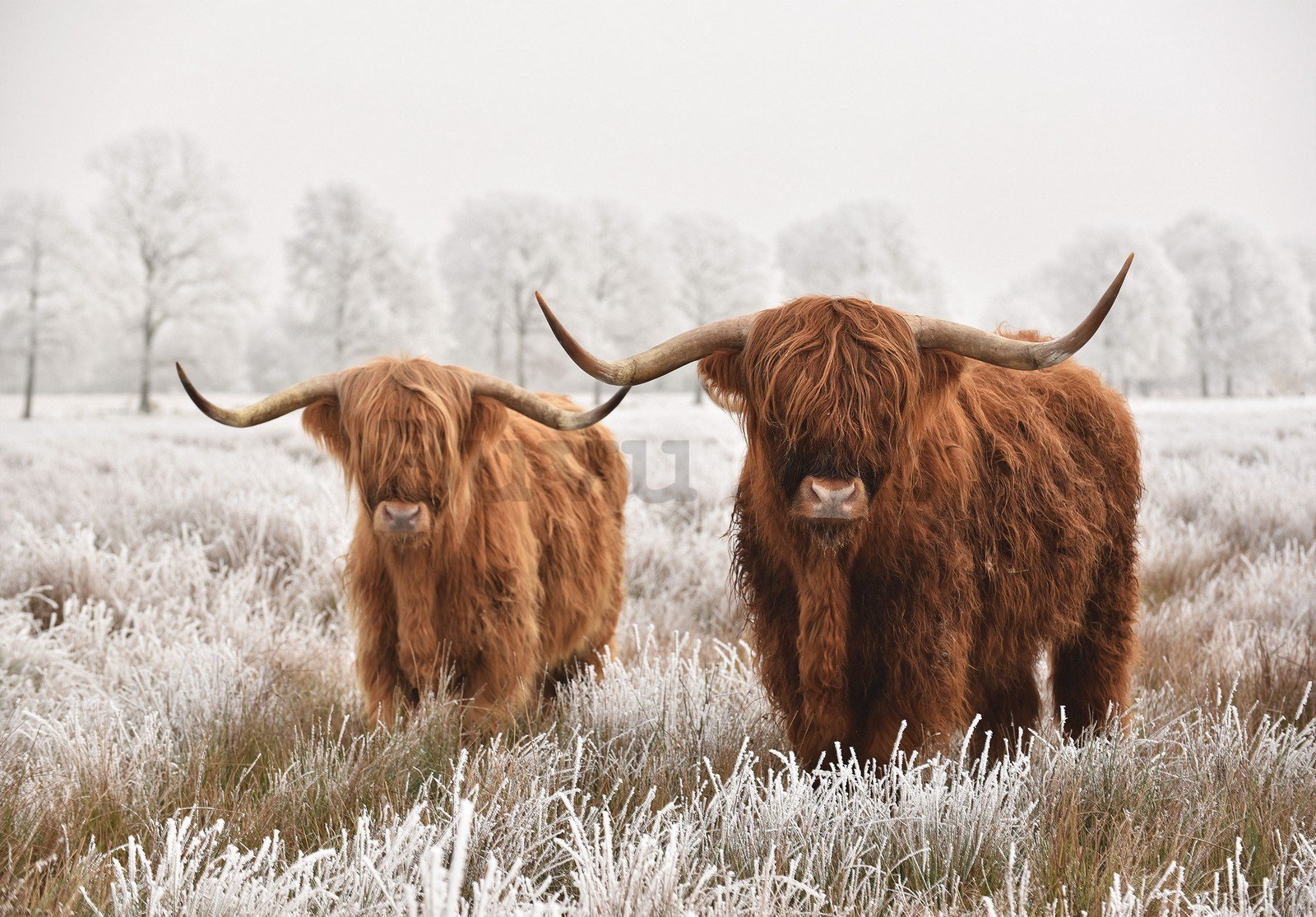 Vlies foto tapeta: Višavsko škotsko govedo (2) - 368x254 cm